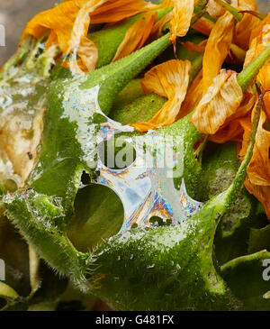 Snail Trail übrig von Schnecke Pflanze auf s Garten in London Stockfoto