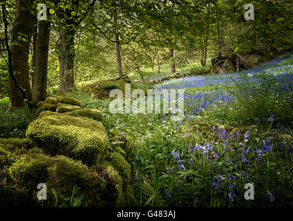 Hardcastle Klippen, Yorkshire, UK, Glockenblumen Stockfoto