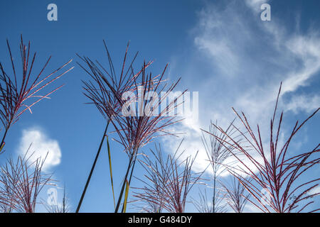 Gefiederten Blüten von Ziergras Miscanthus sinensis Stockfoto