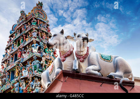 Konzentrieren Sie sich auf ein paar Heilige Kühe, die Bewachung der Fassade einen Hindu-Tempel in bewusste geringe Schärfentiefe abgebildet. Stockfoto