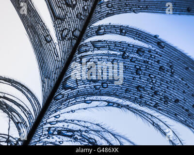 Feder hautnah mit Regentropfen Stockfoto