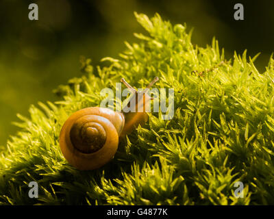 Weißlippen gebänderten Schnecke, gelbe Form auf Moos Stockfoto