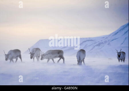 Wilde Rentiere halten Futter auf der Insel Spitzbergen auf dem Spitzbergen-Archipel im Polarkreis bereit, wenn die norwegischen Inseln in die Sommersonnenzeit eintreten. Stockfoto