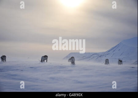 Wilde Rentiere halten Futter auf der Insel Spitzbergen auf dem Spitzbergen-Archipel im Polarkreis bereit, wenn die norwegischen Inseln in die Sommersonnenzeit eintreten. Stockfoto