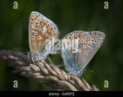 Paarung gemeinsame blaue Schmetterlinge Stockfoto