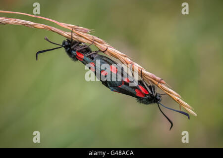 Fünf vor Ort Burnet Motten Paarung Stockfoto