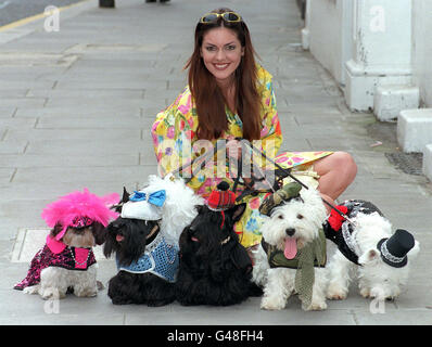 Mode-Hunde 2 Stockfoto