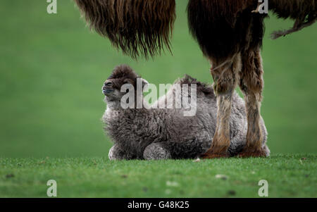 Der 10-tägige April, das neugeborene baktrische Kamel, mit ihrer Mutter Dawn im West Midlands Safari Park. Stockfoto