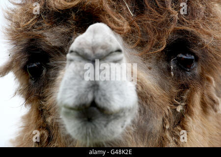 Ein baktriisches Kamel im West Midlands Safari Park. Stockfoto