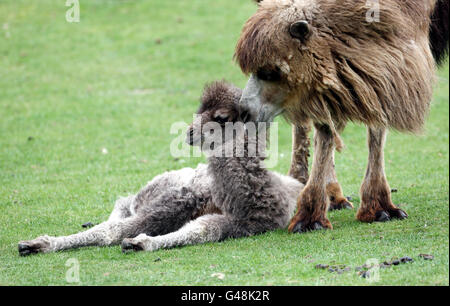 Der 10-tägige April, das neugeborene baktrische Kamel, mit ihrer Mutter Dawn im West Midlands Safari Park. Stockfoto