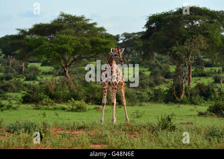 Junge Giraffe im Murchison Falls National Park. Stockfoto