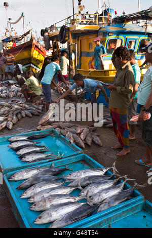 Sri Lanka, Mirissa Hafen, am frühen Morgen, Thunfisch-Fang für Verkauf am Kai Stockfoto