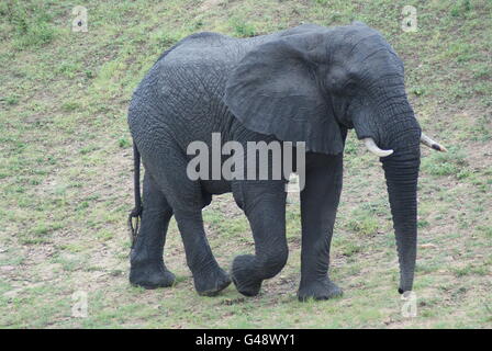 Wilde Elefanten in Südafrika Stockfoto