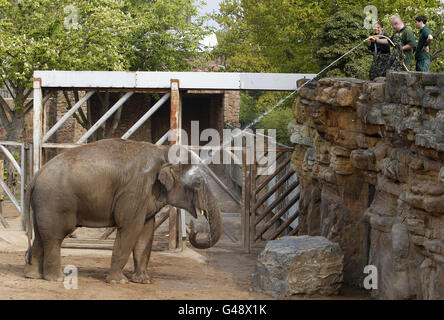 Elefanten im Chester Zoo werden mit einem Schlauch besprüht, um sie bei heißem Wetter abzukühlen. Stockfoto