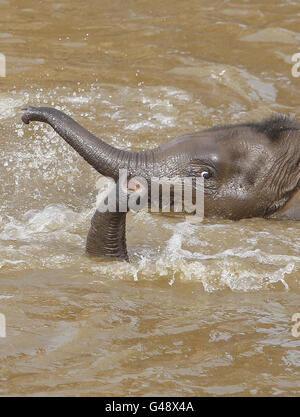 Elefanten im Chester Zoo werden mit einem Schlauch besprüht, um sie bei heißem Wetter abzukühlen. Stockfoto