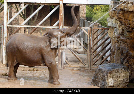 Elefanten im Chester Zoo werden mit einem Schlauch besprüht, um sie bei heißem Wetter abzukühlen. Stockfoto