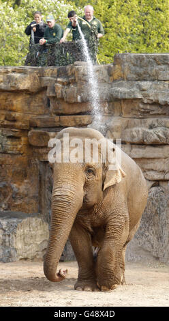 Elefanten im Chester Zoo werden mit einem Schlauch besprüht, um sie bei heißem Wetter abzukühlen. Stockfoto