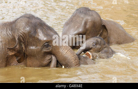 Elefanten im Chester Zoo. Elefanten im Chester Zoo werden mit einem Schlauch besprüht, um sie bei heißem Wetter abzukühlen. Stockfoto
