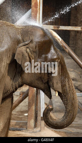 Elefanten im Chester Zoo. Elefanten im Chester Zoo werden mit einem Schlauch besprüht, um sie bei heißem Wetter abzukühlen. Stockfoto