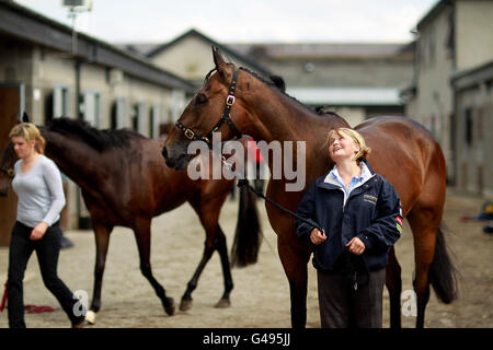 Ein Blick auf Pferde in den Ställen während des AES Champion 4 Jahre alten Hurdle Day auf der Punchestown Racecourse, Naas, Irland. Stockfoto