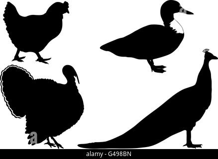 Einheimische Vögel isoliert auf weiss Stock Vektor