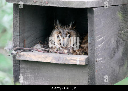 Waldohreule, Asio Otus. Vogel im Nistkasten, Ungarn, Mai 2016 Stockfoto