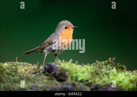 Robin, Erithacus Rubecula, einziger Vogel auf Barsch, Ungarn, Mai 2016 Stockfoto