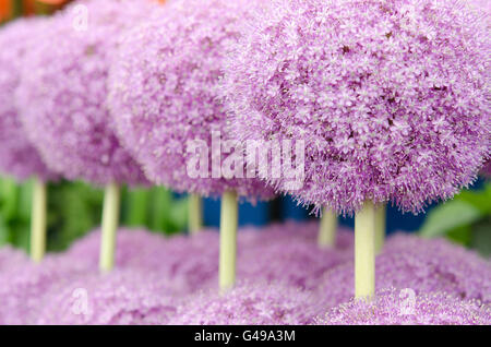 Detail der Landschaft hautnah Bild Alliums in Sonnenlicht getaucht Stockfoto