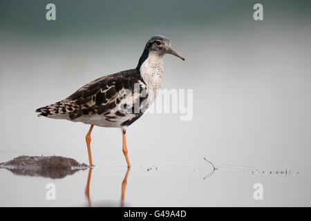 Ruff, Philomachus Pugnax, einzelnes Männchen im Wasser, Ungarn, Mai 2016 Stockfoto