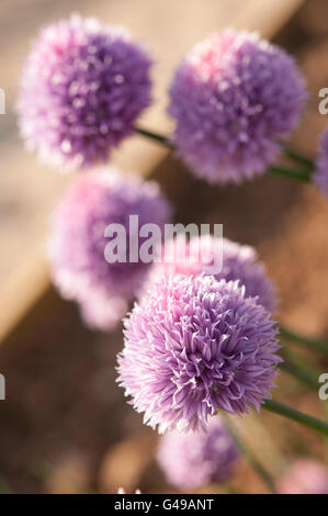 Portraitbild von Alliums getaucht in warmes Sonnenlicht Stockfoto