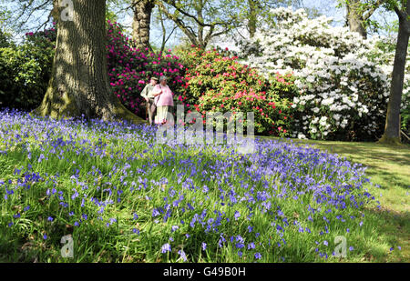 Die Menschen genießen die Blumen auf einem Teil des Rhododendron Walk auf dem Gelände des Bowood House in Wiltshire, wo die Pflanzen schon früh blühten, da das warme Wetter dieses Osterwochenendes anhält. Stockfoto