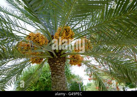 Termine, die Reifen auf einer Dattelpalme in Muscat Oman Stockfoto