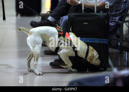 Polizeibeamte und ihre Suchhunde führen Routinedurchsuchungen im Terminal 1 von Heathrow durch, als einer von Osama bin Ladens prominenten Unterstützern in Großbritannien vor einem weiteren 7/7-Terroranschlag nach seinem Tod warnte. Stockfoto