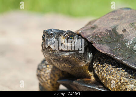 Nordamerikanische Holz Schildkröte, Glyptemys Insculpta, endemisch in Nordamerika Stockfoto