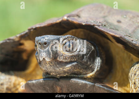 Nordamerikanische Holz Schildkröte, Glyptemys Insculpta, endemisch in Nordamerika Stockfoto