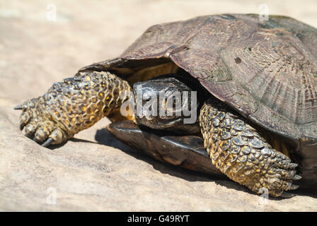 Nordamerikanische Holz Schildkröte, Glyptemys Insculpta, endemisch in Nordamerika Stockfoto