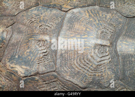 Nordamerikanische Holz Schildkröte, Glyptemys Insculpta, endemisch in Nordamerika Stockfoto