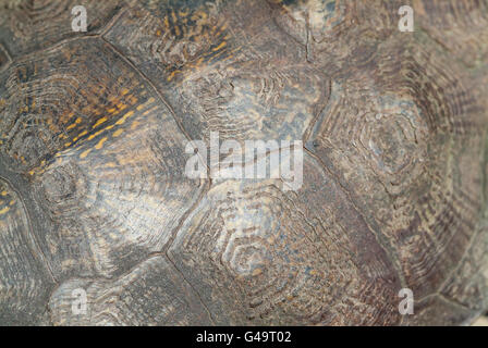 Nordamerikanische Holz Schildkröte, Glyptemys Insculpta, endemisch in Nordamerika Stockfoto