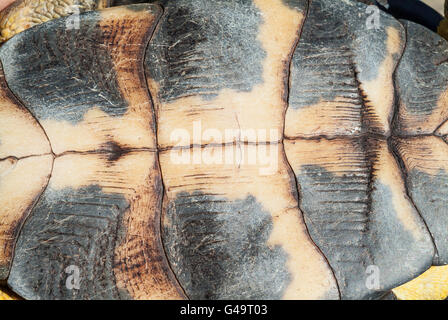 Nordamerikanische Holz Schildkröte, Glyptemys Insculpta, endemisch in Nordamerika Stockfoto