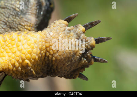 Nordamerikanische Holz Schildkröte, Glyptemys Insculpta, endemisch in Nordamerika Stockfoto