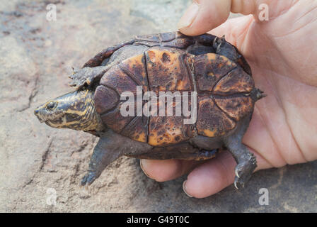 Gestreifte Schlamm Schildkröte, Kinosternon Baurii, endemisch in den Vereinigten Staaten Stockfoto