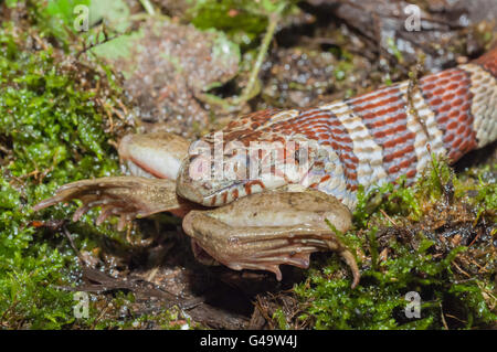 Nördliche Wasserschlange, Nerodia Sipedon, Essen, grüner Frosch, Rana Clamitans, Native nach Nordamerika Stockfoto