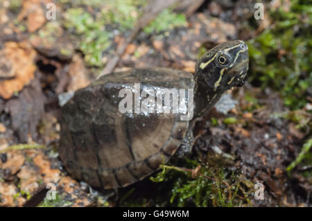 Gemeinsamen Moschus-Schildkröte, Stinkpot, Sternotherus man, native nach Südosten Kanada und Oststaaten Unite Stockfoto