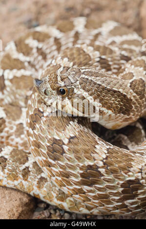 Westlichen Hognose Schlange, Heterodon Nasicus Nasicus, hinten-fanged Giftschlange, ursprünglich aus Kanada, USA, Südmexiko Stockfoto