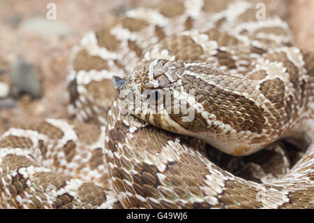 Westlichen Hognose Schlange, Heterodon Nasicus Nasicus, hinten-fanged Giftschlange, ursprünglich aus Kanada, USA, Südmexiko Stockfoto