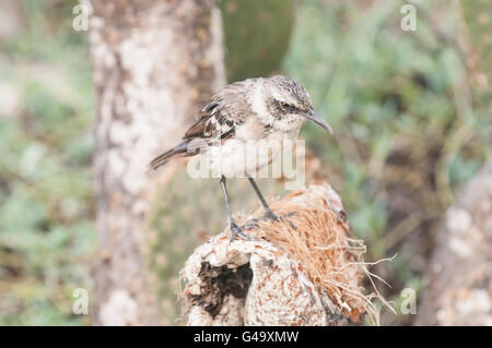 Galapagos-Spottdrossel, Mimus (zählt) Parvulus, Isla Genovesa, Galapagos-Inseln, Ecuador Stockfoto