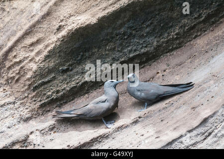 Braun Noddy, Anous Stolidus, Isla Isabela, Galapagos-Inseln, Ecuador Stockfoto