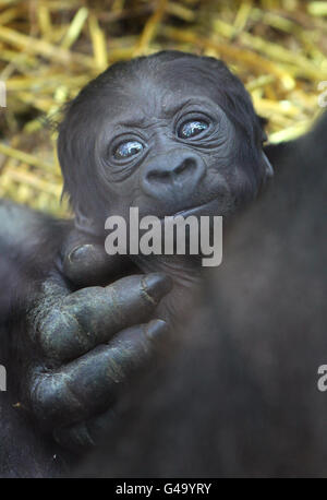 Ein 2 Wochen alter namenfreier Baby Gorilla im Port Lympne Wild Animal Park in Kent, der als 130. In den beiden Wildparks der Aspinall Foundation in der Grafschaft geboren wurde. Stockfoto