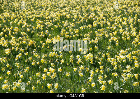 Bereich der Narzissen (Narcissus Pseudonarcissus), Cezallier, Auvergne, Frankreich Stockfoto