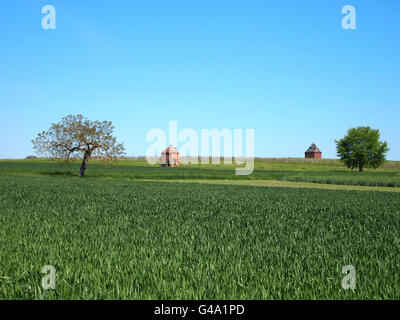 Taubenschläge und Eichen in einem Feld, Limagne, Region Maringues, Auvergne, Frankreich, Europa Stockfoto